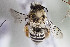  (Ancylandrena sp - CCDB-29935 D11)  @11 [ ] CreativeCommons - Attribution (2019) Laurence Packer York University