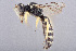  (Flavipanurgus kastiliensis - CCDB-34570 E08)  @11 [ ] CreativeCommons - Attribution (2020) Laurence Packer York University