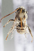  (Eucerini sp - CCDB-29935 E10)  @13 [ ] CreativeCommons - Attribution (2019) Laurence Packer York University