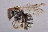  (Pseudapis sp - CCDB-34570 E10)  @11 [ ] CreativeCommons - Attribution (2020) Laurence Packer York University