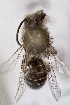  (Lonchopria porteri - CCDB-34570 E12)  @11 [ ] CreativeCommons - Attribution (2020) Laurence Packer York University