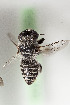  ( - CCDB-29935 F05)  @11 [ ] CreativeCommons - Attribution (2019) Laurence Packer York University