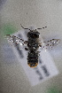  (Megachile rhodura - CCDB-34570 G09)  @11 [ ] CreativeCommons - Attribution (2020) Laurence Packer York University
