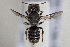  (Megachile hackeri - CCDB-34570 H06)  @11 [ ] CreativeCommons - Attribution (2020) Laurence Packer York University