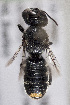  (Megachile ramulipes - CCDB-34570 H10)  @11 [ ] CreativeCommons - Attribution (2020) Laurence Packer York University
