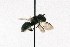  (Osmia pumila - 19210)  @14 [ ] CreativeCommons - Attribution Non-Commercial Share-Alike (2010) Unspecified York University