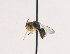  (Megachile rotundata - 30538)  @14 [ ] CreativeCommons - Attribution Non-Commercial Share-Alike (2010) Unspecified York University
