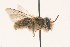  (Osmia taurus - 21269)  @14 [ ] CreativeCommons - Attribution Non-Commercial Share-Alike (2010) Unspecified York University