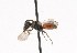  (Sphecodes cf. stygius - 05-CTATBI-0780)  @13 [ ] CreativeCommons - Attribution Non-Commercial Share-Alike (2010) Unspecified York University