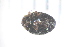  ( - BLA_30.05.17_Co1)  @11 [ ] CreativeCommons - Attribution Non-Commercial Share-Alike (2017) Unspecified Institut de Recherche sur la Biologie de l'Insecte