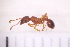  (Myrmica specioides - BM1_13.06.16 My1)  @14 [ ] CreativeCommons - Attribution Non-Commercial Share-Alike (2017) Unspecified Institut de Recherche sur la Biologie de l'Insecte