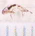  ( - BM3_27.06.16 Col1)  @11 [ ] CreativeCommons - Attribution Non-Commercial Share-Alike (2017) Unspecified Institut de Recherche sur la Biologie de l'Insecte