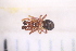  ( - BM4_17.05.16 Ar1)  @11 [ ] CreativeCommons - Attribution Non-Commercial Share-Alike (2017) Unspecified Institut de Recherche sur la Biologie de l'Insecte