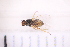  ( - BM4_27.06.16 Di1)  @12 [ ] CreativeCommons - Attribution Non-Commercial Share-Alike (2017) Unspecified Institut de Recherche sur la Biologie de l'Insecte