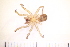  ( - BS2_12.05.16_AR2)  @11 [ ] CreativeCommons - Attribution Non-Commercial Share-Alike (2017) Unspecified Institut de Recherche sur la Biologie de l'Insecte