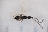  ( - CLA_25.07.17_HY2)  @11 [ ] CreativeCommons - Attribution Non-Commercial Share-Alike (2017) Unspecified Institut de Recherche sur la Biologie de l'Insecte