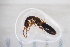  ( - CM1_10.05.17_CO8)  @11 [ ] CreativeCommons - Attribution Non-Commercial Share-Alike (2017) Unspecified Institut de Recherche sur la Biologie de l'Insecte