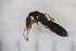  ( - CM1_10.05.17_CO8)  @11 [ ] CreativeCommons - Attribution Non-Commercial Share-Alike (2017) Unspecified Institut de Recherche sur la Biologie de l'Insecte