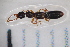  ( - CM1_10.05.17_CO8)  @11 [ ] CreativeCommons - Attribution Non-Commercial Share-Alike (2017) Unspecified Institut de Recherche sur la Biologie de l'Insecte