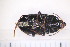  ( - CM4_15.05.17_CO3)  @11 [ ] CreativeCommons - Attribution Non-Commercial Share-Alike (2017) Unspecified Institut de Recherche sur la Biologie de l'Insecte