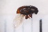  ( - CM4_15.05.17_CO6)  @11 [ ] CreativeCommons - Attribution Non-Commercial Share-Alike (2017) Unspecified Institut de Recherche sur la Biologie de l'Insecte