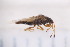  ( - CM4_15.05.17_He13)  @11 [ ] CreativeCommons - Attribution Non-Commercial Share-Alike (2017) Unspecified Institut de Recherche sur la Biologie de l'Insecte