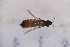  ( - CM4 15.07.17 Th3)  @11 [ ] CreativeCommons - Attribution Non-Commercial Share-Alike (2017) Unspecified Institut de Recherche sur la Biologie de l'Insecte