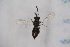  ( - CS1_19.07.17_HY1)  @13 [ ] CreativeCommons - Attribution Non-Commercial Share-Alike (2017) Unspecified Institut de Recherche sur la Biologie de l'Insecte