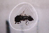  ( - CV1_03.05.16DB17)  @11 [ ] CreativeCommons - Attribution Non-Commercial Share-Alike (2017) Unspecified Institut de Recherche sur la Biologie de l'Insecte