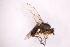  ( - CV1_03.05.16DB5)  @11 [ ] CreativeCommons - Attribution Non-Commercial Share-Alike (2017) Unspecified Institut de Recherche sur la Biologie de l'Insecte