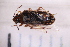  (Nysius sp - CV1_03.05.16HO2)  @11 [ ] CreativeCommons - Attribution Non-Commercial Share-Alike (2017) Unspecified Institut de Recherche sur la Biologie de l'Insecte