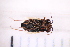  (Geocoris sp - CV1_03.05.16HO4)  @11 [ ] CreativeCommons - Attribution Non-Commercial Share-Alike (2017) Unspecified Institut de Recherche sur la Biologie de l'Insecte