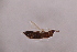  ( - CV1_03.05.16TH)  @11 [ ] CreativeCommons - Attribution Non-Commercial Share-Alike (2017) Unspecified Institut de Recherche sur la Biologie de l'Insecte