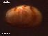  (Musculus costulatus - LMBSSt-396)  @11 [ ] Unspecified (default): All Rights Reserved  Unspecified Unspecified