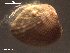  (Parvicardium exiguum - TR2-008)  @12 [ ] Unspecified (default): All Rights Reserved  Unspecified Universidade do Minho