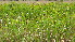  ( - IBONE-VGSN-66)  @11 [ ] Copyright (2014) Instituto de Botánica del Nordeste (IBONE) Instituto de Botánica del Nordeste (IBONE)
