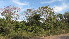  (Handroanthus heptaphyllus - IBONE-VGSN-77)  @11 [ ] Copyright (2014) Instituto de Botánica del Nordeste (IBONE) Instituto de Botánica del Nordeste (IBONE)