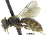  ( - 06713B07-TX)  @13 [ ] CreativeCommons - Attribution (2015) CBG Photography Group Centre for Biodiversity Genomics