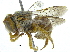  (Icteranthidium - 06713G05-OMN)  @15 [ ] CreativeCommons - Attribution (2015) CBG Photography Group Centre for Biodiversity Genomics