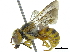  (Icteranthidium OMN1 - 06713G07-OMN)  @15 [ ] CreativeCommons - Attribution (2015) CBG Photography Group Centre for Biodiversity Genomics