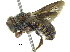  (Epanthidium - 06713H02-ARG)  @15 [ ] CreativeCommons - Attribution (2015) CBG Photography Group Centre for Biodiversity Genomics