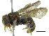  (Hypanthidium foveolatum - 06713H08-PRY)  @11 [ ] CreativeCommons - Attribution (2015) CBG Photography Group Centre for Biodiversity Genomics