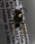  (Colletes PER01 - CCDB-03752 A02)  @11 [ ] CreativeCommons - Attribution Non-Commercial Share-Alike (2010) Unspecified York University