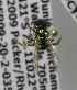  (Caenohalictus PER01 - CCDB-03752 A07)  @11 [ ] CreativeCommons - Attribution Non-Commercial Share-Alike (2010) Unspecified York University