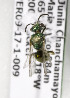  (Augochloropsis PER01 - CCDB-03752 B07)  @11 [ ] CreativeCommons - Attribution Non-Commercial Share-Alike (2010) Unspecified York University