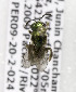  (Augochlora PER02 - CCDB-03752 C01)  @11 [ ] CreativeCommons - Attribution Non-Commercial Share-Alike (2010) Unspecified York University