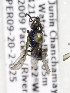 (Augochlora PER03 - CCDB-03752 C04)  @11 [ ] CreativeCommons - Attribution Non-Commercial Share-Alike (2010) Unspecified York University