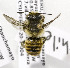  (Megachile PER01 - CCDB-03752 D12)  @11 [ ] CreativeCommons - Attribution Non-Commercial Share-Alike (2010) Unspecified York University