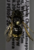  (Megachile PER03 - CCDB-03752 E02)  @11 [ ] CreativeCommons - Attribution Non-Commercial Share-Alike (2010) Unspecified York University