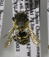  (Megachile PER06 - CCDB-03752 E08)  @11 [ ] CreativeCommons - Attribution Non-Commercial Share-Alike (2010) Unspecified York University